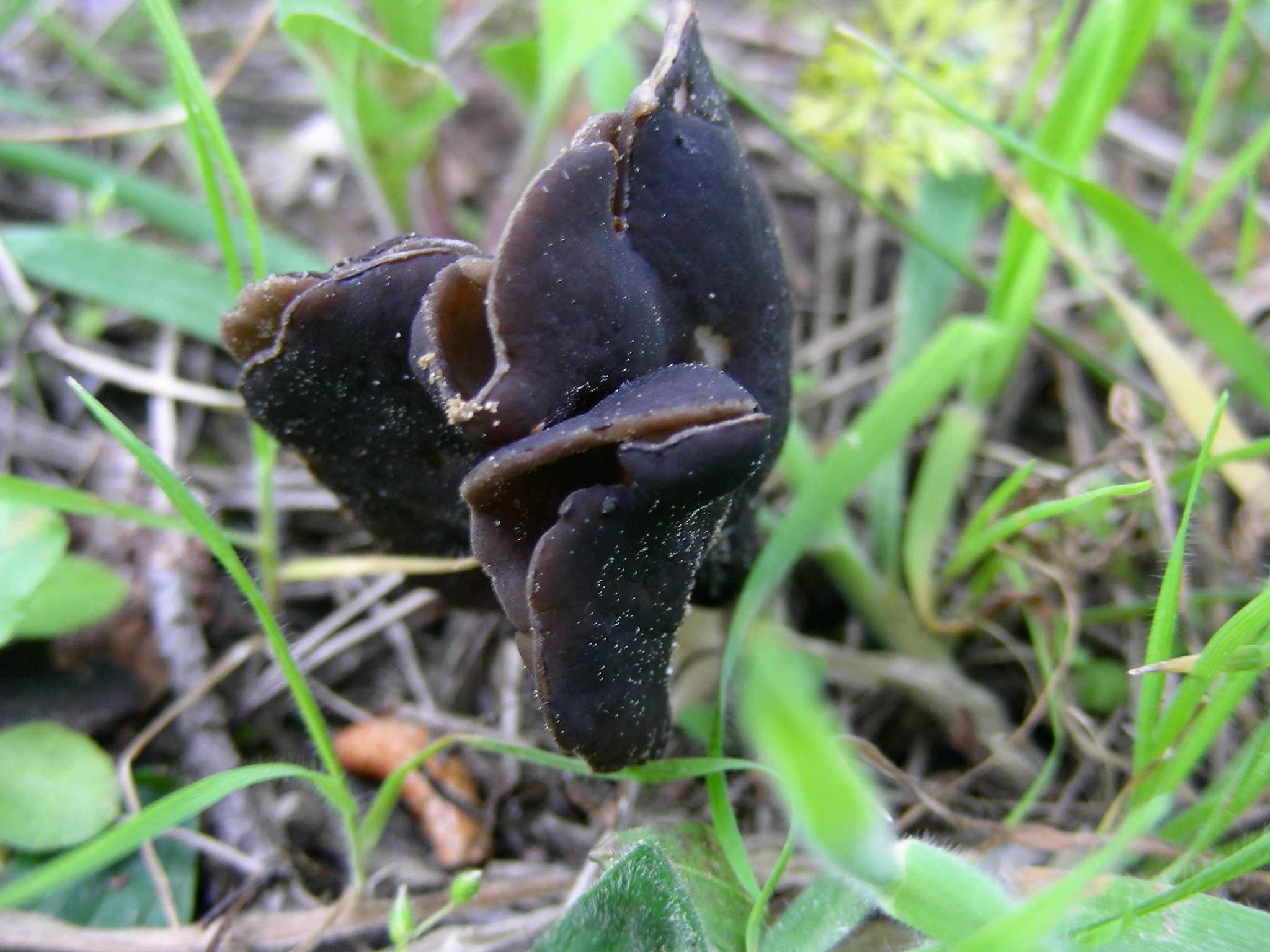 1930 Marzo vecchio ritrovamento